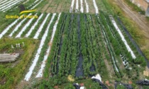 Fondo agricolo "stupefacente", c'erano 3mila piante di marijuana: padovano arrestato