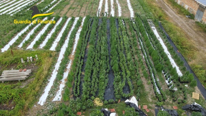 Fondo agricolo “stupefacente”, c’erano 3mila piante di marijuana: padovano arrestato