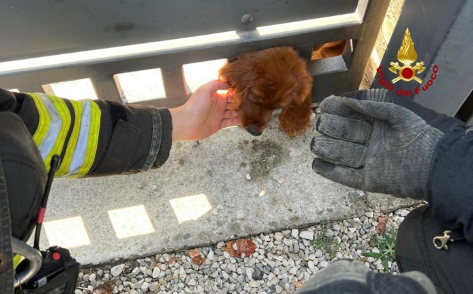 Noventa Padovana, le foto del cocker rimasto incastrato con la testa nel cancello