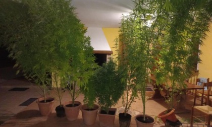 Veggiano, coltivazione di marijuana "fatta in casa": 28enne denunciato