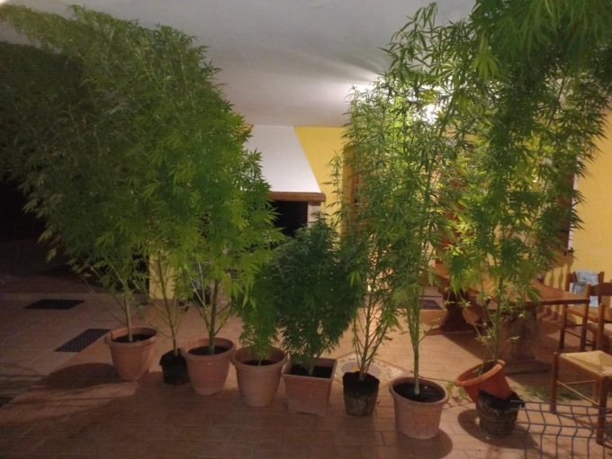 Veggiano, coltivazione di marijuana “fatta in casa”: 28enne denunciato