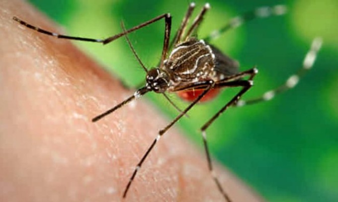 Virus West Nile a Padova: morto 83enne, in gravi condizioni 62enne con encefalite