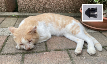Colpito con una carabina il gatto del consigliere Miotti: “Volevano ucciderlo”