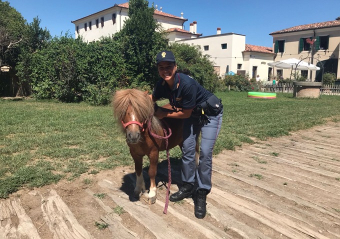 Pony scappa dall’azienda agricola e si getta al galoppo sfiorando le auto in strada