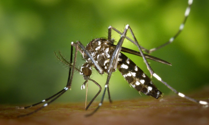 Risale a quattro il numero dei casi di West Nile in Veneto: 55enne di Agna ricoverato in ospedale