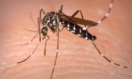 Un caso di Dengue a Teolo: paziente in isolamento e piano di prevenzione già avviato