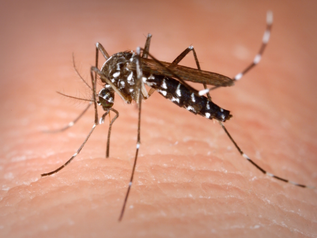 Un caso di Dengue a Teolo: paziente in isolamento e piano di prevenzione già avviato