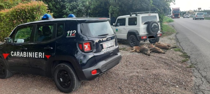 Incidente nella notte: investe e uccide 7 cinghiali a Rovolon