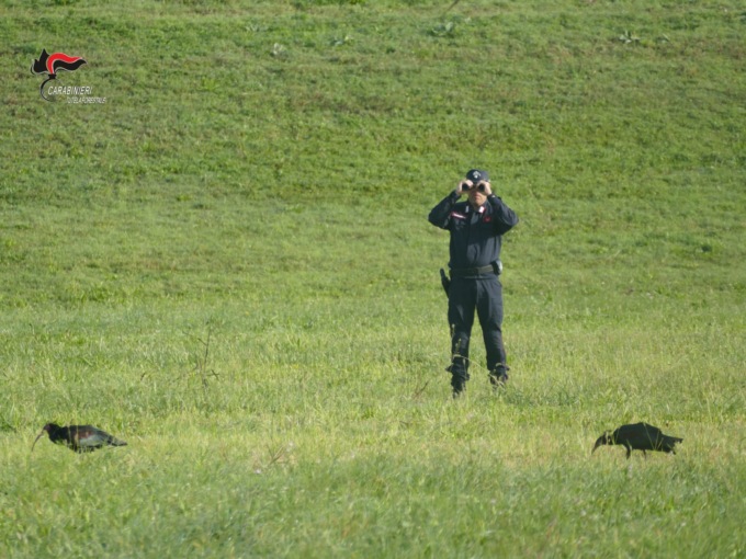 Due rarissimi esemplari di Ibis Eremita avvistati vicino al lago di Camazzole