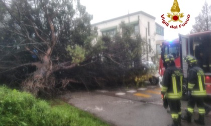 Enorme pino marittimo si abbatte su una Mini: quattro feriti sotto shock