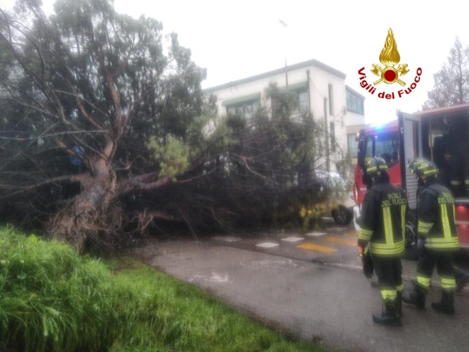 Enorme pino marittimo si abbatte su una Mini: quattro feriti sotto shock