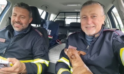 Vaga per le strade di Padova senza meta: la piccola Lucy salvata dalla Polizia