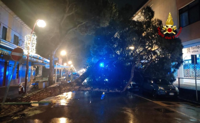Pino marittimo crolla nella notte su due auto: poteva essere una tragedia