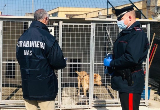 Campodoro, chiuso canile “abusivo”: multata la titolare 56enne