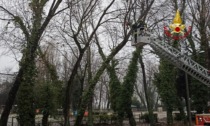 Padova, rami pericolanti e alberi a rischio caduta in via Bembo