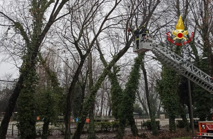 Padova, rami pericolanti e alberi a rischio caduta in via Bembo