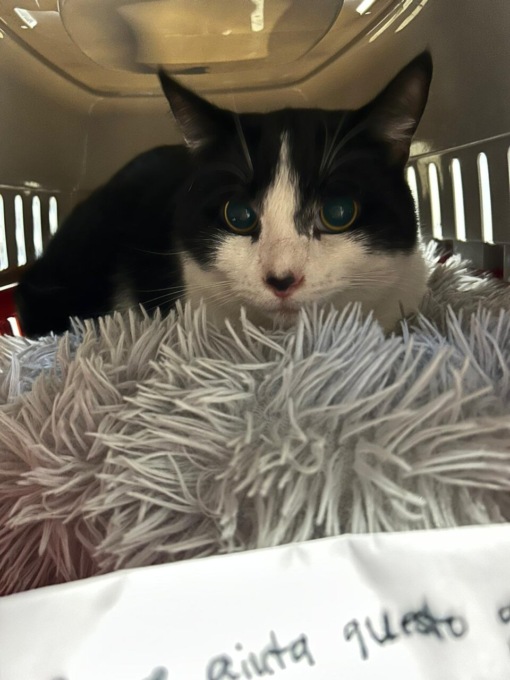 Gatto abbandonato davanti al canile: nel trasportino una lettera e 50 euro