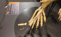 Rubati due artigli fossili di oltre 100 milioni di anni alla mostra paleontologica di Padova