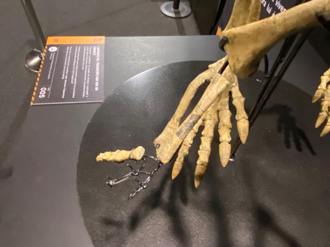 Rubati due artigli fossili di oltre 100 milioni di anni alla mostra paleontologica di Padova
