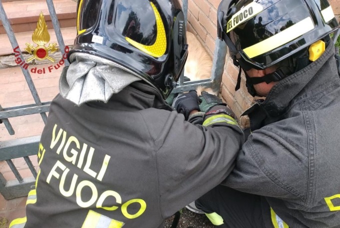 Il Golden Retriever resta incastrato nella ringhiera di casa: per liberarlo ci vuole il kit idraulico