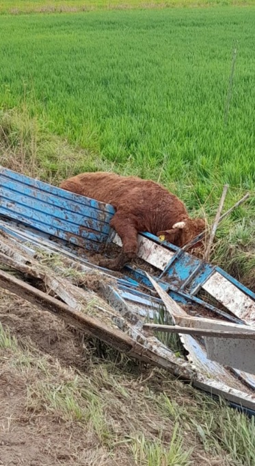 Tori in fuga sulla Monselice Mare, le foto dell’incidente