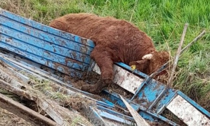 Tori in fuga sulla Monselice Mare, le foto dell'incidente