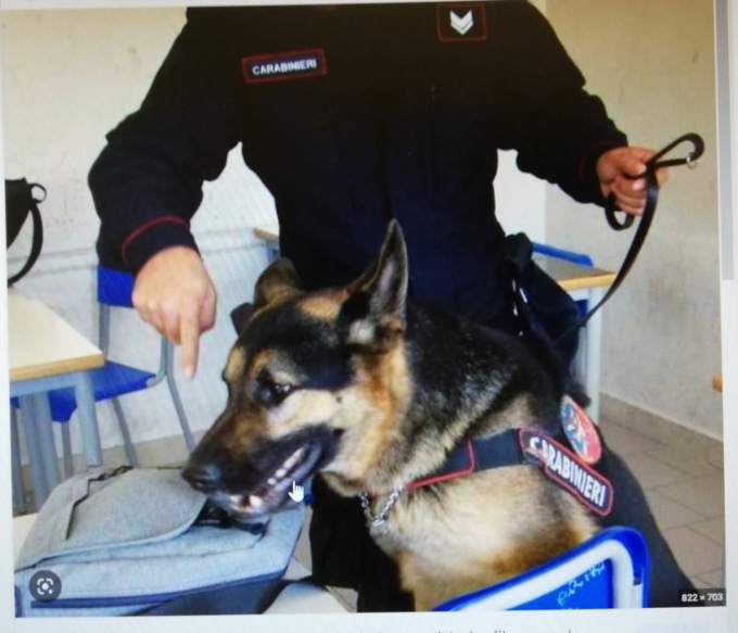 L’infallibile fiuto di Zico “stana” l’hashish nascosto tra i banchi della scuola di Este: nei guai due studenti