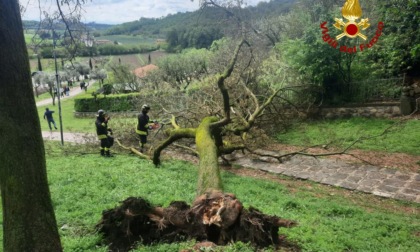 Paura ad Arquà Petrarca: albero sradicato si abbatte su tre persone, tra cui un bambino