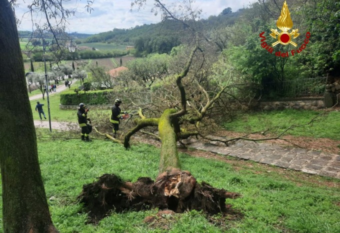 Paura ad Arquà Petrarca: albero sradicato si abbatte su tre persone, tra cui un bambino