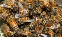 Moria di api: il sindaco ordina la distruzione della colza