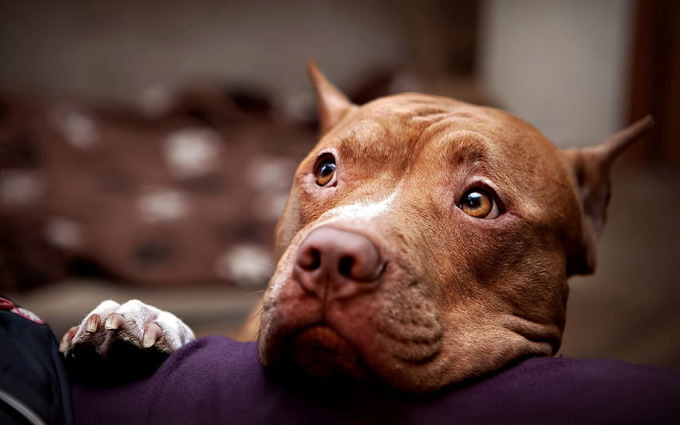 Il latrato disperato del pitbull salva la vita al vicino di casa caduto a terra dopo un malore