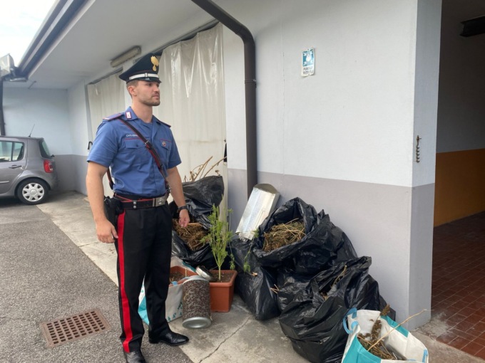 51enne di Campo San Martino con una passione “stupefacente” per il green: in casa aveva una piantagione di marijuana
