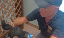 Cucciolo di gheppio salvato dagli agenti Polfer di Padova