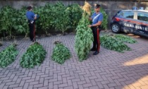 Blitz dei carabinieri all'alba a Saonara, arrestato in flagranza coltivatore "diretto" di marijuana