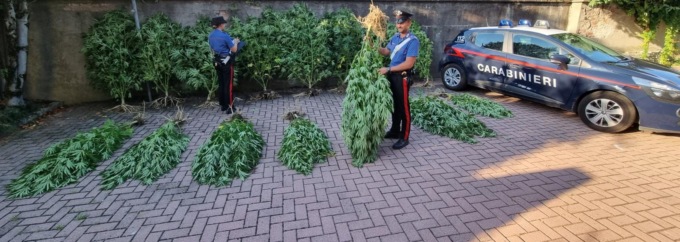 Blitz dei carabinieri all’alba a Saonara, arrestato in flagranza coltivatore “diretto” di marijuana