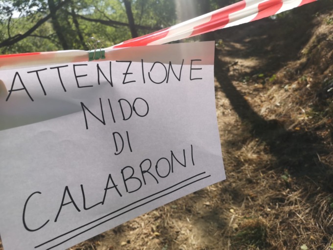 Punto da un calabrone durante la passeggiata sul sentiero: malore per un 65enne di Abano