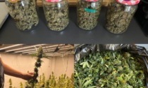 L'insospettabile magazziniere con il pollice "verde cannabis": così arrotondava lo stipendio