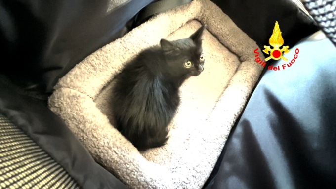Due Carrare, il video del gattino che si era incastrato nel motore di un’auto