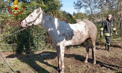 Cavalla salvata dal fango a Piove di Sacco, le immagini