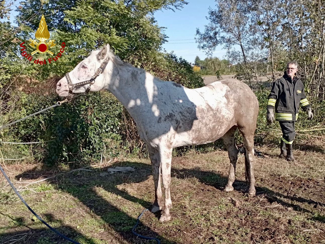 Cavalla salvata dal fango a Piove di Sacco, le immagini