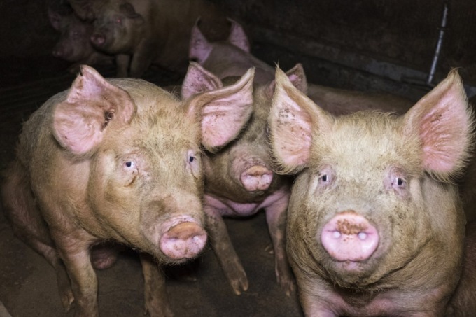 Smaltimento illecito di rifiuti e condizioni igieniche disastrose, chiuso un allevamento di suini
