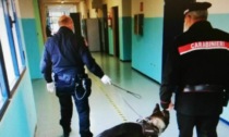 Controlli antidroga nelle scuole: il cane Garvin fiuta marijuana nel portafogli di un 17enne