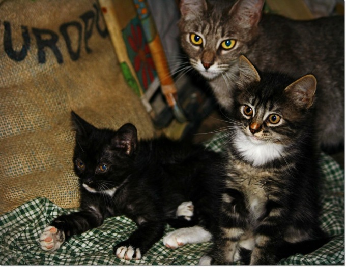 Gatto cade dal terrazzo e la padrona lo riporta indietro con violenza, poi la scoperta: in casa ce n’erano 47!