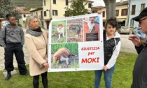 "Giustizia per Mocky", un centinaio di persone e un'asinella a Lozzo Atestino per il cane ucciso a fucilate