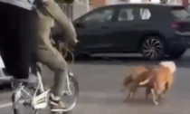 Per divertirsi a Pasquetta si fanno trainare da bulldog in bicicletta, animalisti insorgono e li denunciano