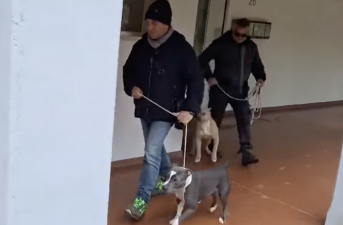 83enne azzannata dai suoi cinque Amstaff, sul caso si apre la pista di un allevamento abusivo di cani