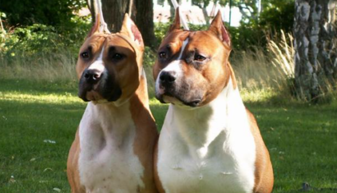 83enne azzannata dai suoi cinque cani, amputati il braccio destro e l’avambraccio sinistro