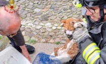 Il gatto Pedro cade nel canale San Massimo, salvato col gommone dai vigili del fuoco