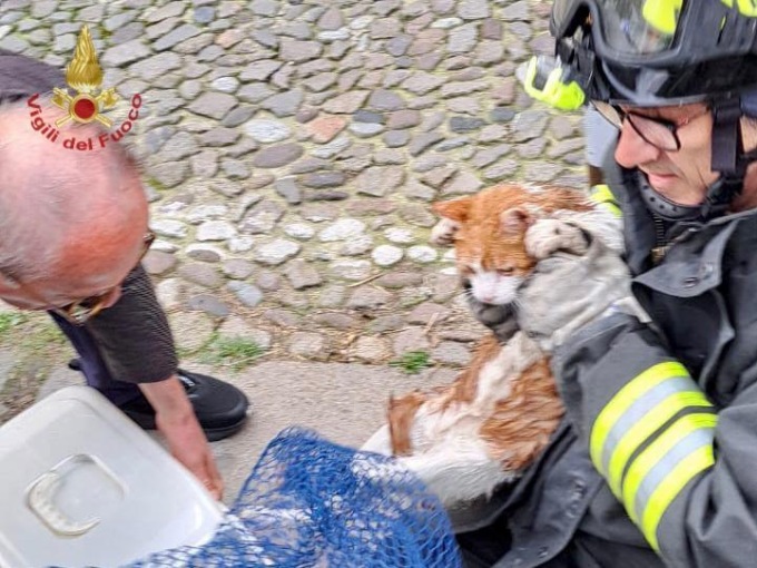 Il gatto Pedro cade nel canale San Massimo, salvato col gommone dai vigili del fuoco