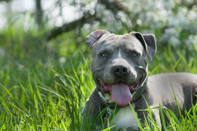 Madre e figlio rubano un Amstaff, ma poi pubblicano sui social alcune foto con il cane e vengono beccati
